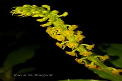 Habenaria commelinifolia